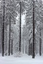 Pine Trees in a Snowy Forest