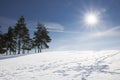 Pine trees on a snowy hill on a sunny day