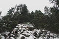 The pine trees on the snowy rocks