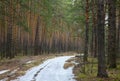 Pine trees in spring forest with last snow Royalty Free Stock Photo