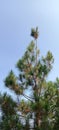 Pine trees that stand upright with their small leaves have started to fall due to the prolonged hot weather