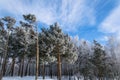 Beautiful winter landscape