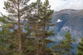 Pine trees Stegastein Norway fjord nature mountain Royalty Free Stock Photo