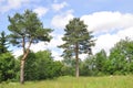 Pine trees in the summer against a blue sky Royalty Free Stock Photo