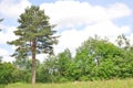 Pine trees in the summer against a blue sky Royalty Free Stock Photo