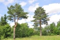Pine trees in the summer against a blue sky Royalty Free Stock Photo