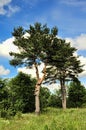 Pine trees in the summer against a blue sky Royalty Free Stock Photo