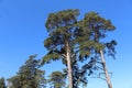 pine trees in the summer against a blue sky and clouds Royalty Free Stock Photo