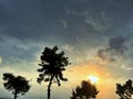 Pine trees at Sunrise, Pefkochori Beach, Greece