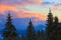 Pine trees on sunset sky background Royalty Free Stock Photo