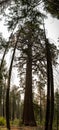 Pine Trees Surround Youndh Sequoia Tree Pano Royalty Free Stock Photo