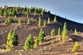 Pine Trees In Teide National Park, Tenerife Royalty Free Stock Photo