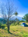 Pine trees and tent on hill nature winter scene Royalty Free Stock Photo