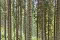 Pine trees texture - Poland. Royalty Free Stock Photo