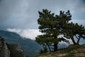 Pine trees on the top of Ai-Petri mountain. Royalty Free Stock Photo