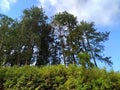 Pine trees ,Thalawakele, Sri Lanka.