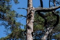 Pine trees under a blue sky background. A pine is any conifer in the genus Pinus of the family Pinaceae Royalty Free Stock Photo