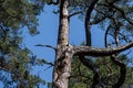 Pine trees under a blue sky background. A pine is any conifer in the genus Pinus of the family Pinaceae Royalty Free Stock Photo