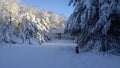 Pine trees under snow burden after storm in New England Royalty Free Stock Photo