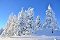 Pine trees under the snow on mountain Royalty Free Stock Photo
