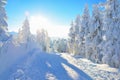 Pine trees under the snow on mountain Royalty Free Stock Photo