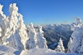 Pine trees under the snow on mountain Royalty Free Stock Photo