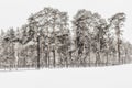 Pine trees under the snow Royalty Free Stock Photo