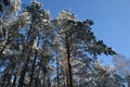Pine trees under the snow Royalty Free Stock Photo