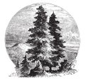 Pine Trees vintage illustration Royalty Free Stock Photo