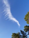 Pine trees and white cloud on blue sky Royalty Free Stock Photo
