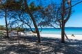 Pine trees and white sand in Maria Pia beach Royalty Free Stock Photo