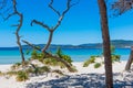 Pine trees and white sand in Maria Pia beach Royalty Free Stock Photo