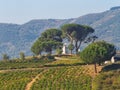 House in the vineyard - Villafranca del Bierzo