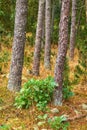 Pine trees in a wild forest in summer. Landscape of various pines, green vegetation with bushes and shrubs growing in Royalty Free Stock Photo