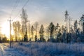 Pine trees in winter by a country road at sunset Royalty Free Stock Photo