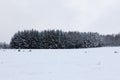 Pine trees, winter snow landscape, Vielsalm, Ardens, Belgium Royalty Free Stock Photo