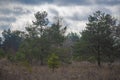 Pine trees in a withered meadow Royalty Free Stock Photo