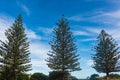 Pine trees in Yamba, Australia