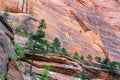 Pine Trees in Zion National Park