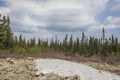 Pine treesin the Shoria. Kemerovo region, Russia Royalty Free Stock Photo