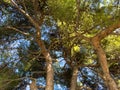 Pine treetop, tree with rough bark, cone. Coniferous evergreen fir with needle, under view