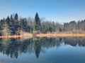 Pine tress reflection on the water