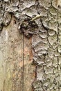 Pine trunk affected by bark beetle. The trunk is without bark. Fragment Royalty Free Stock Photo