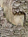 Pine trunk affected by bark beetle. The trunk is without bark. Fragment Royalty Free Stock Photo