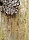 Pine trunk affected by bark beetle. The trunk is without bark. Fragment Royalty Free Stock Photo