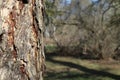 Pine trunk against background of the park Royalty Free Stock Photo