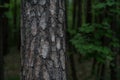 Pine trunk with bark in a dark forest Royalty Free Stock Photo