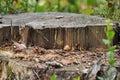 Pine trunk Chainsaw beheaded. Seedling young tree