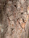 Pine trunk in close-up Royalty Free Stock Photo