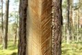 Pine trunk with incisions, resin collection Lithuania, Aukstaitija national park Royalty Free Stock Photo